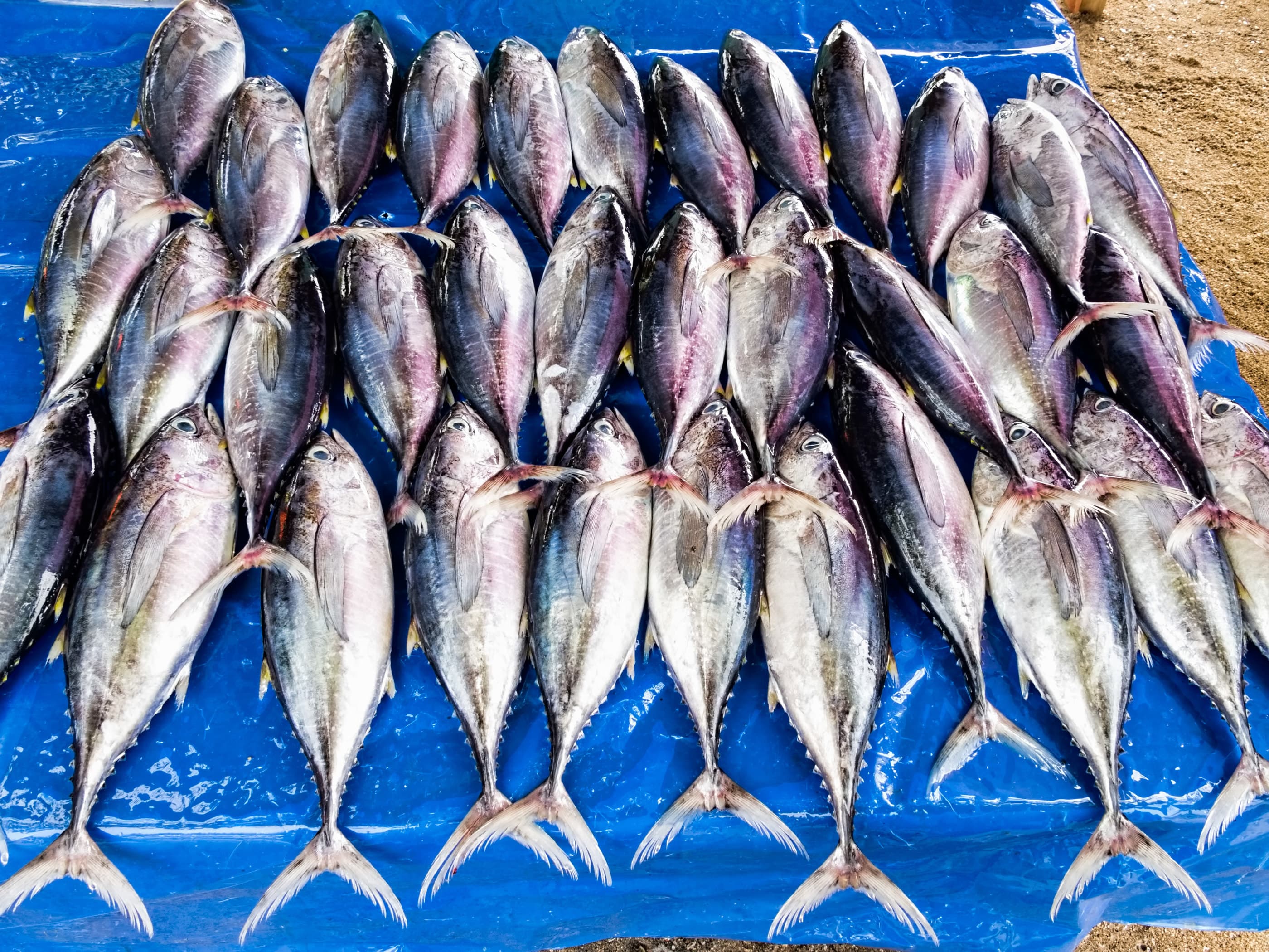 Rows of fresh tuna laid out on a blue sheet at Galle fish market.